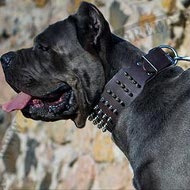 Cane Corso Collar of Extra Wide Leather with 4 Rows of Spikes
