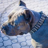 Cane Corso Dog Collar of Leather with Studs and Spikes, Brand