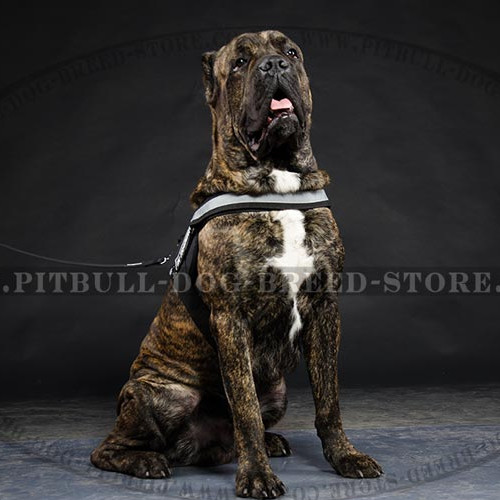 Cane Corso Harness