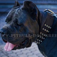 Cane Corso Leather Collar Extra Large with Cones