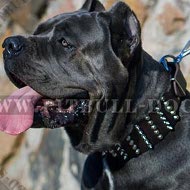 Cane Corso Leather Collar Extra Wide with Cones and Spikes