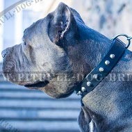 Cane Corso Leather Collar with Nickel Pyramids Row