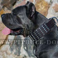 Cane Corso Leather Collar Extra Wide with Pyramids