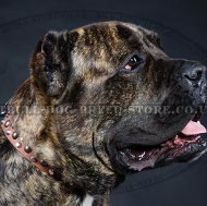Cane Corso Leather Collar with Studs and Cones