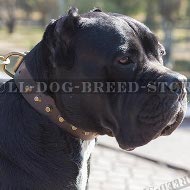 Cane Corso Leather Collar with Row of Brass Cones