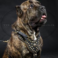 Cane Corso Leather Harness Nappa Lined and Studded