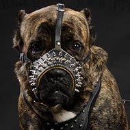 Cane Corso Leather Muzzle Nappa Padded, Royal