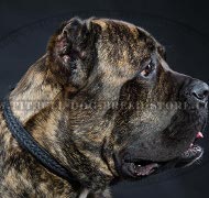 Cane Corso Mastiff Collar of Double Thick Narrow Leather