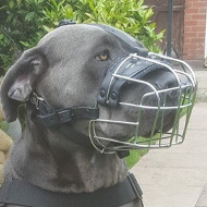 Cane Corso Muzzle of Basket Design with Felt Padding Inside