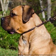 Cane Corso Training Collar for Obedience and Control