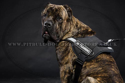 Cane Corso Dog Training Harness