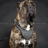 Cane Corso Walking Harness of Leather with Pyramids