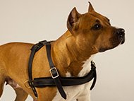 pibull-uk-staffordshire-bullterrier-harnesses-subcategory-leftside-menu