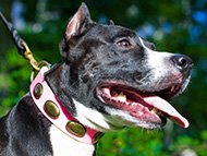 Amstaff | Bull Terrier Collars