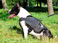 Amstaff Harness