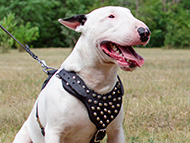 Bull Terrier Harness