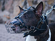 Bull Terrier Muzzles