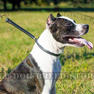 Pitbull Collar of 1/2" Rolled Leather