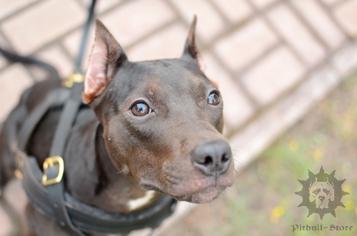 Clever Pitbull in Dog Harness