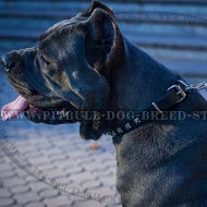 Collar for Cane Corso of Narrow Leather with Square Studs