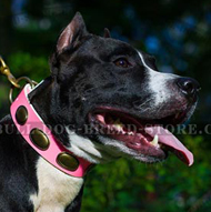 Cool Pink Dog Collar on Amstaff Head-spinning Pink Dog Collar for Amstaff