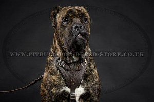 Cyber Monday Dog Harness