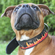 Exclusive Painted Leather Dog Collar for Pitbull and Staffy