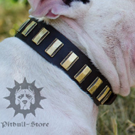 Designer Dog Collar of Leather for Bull Terrier, Custom Made