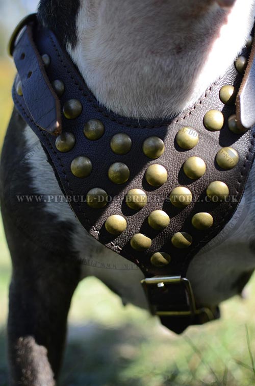 leather dog harness for english bull terrier