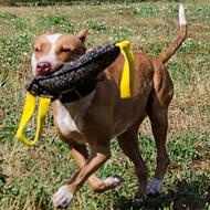 Pitbull with Bite Tug