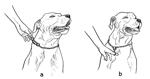 How to Use a Dog
Choker
