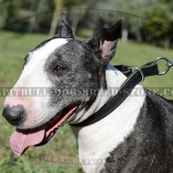 Dog Control Collar for Bull Terrier Obedience, Leather Choker