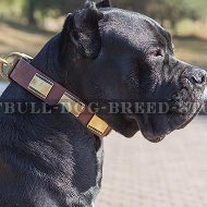 Dog Collar for Cane Corso, Leather with Brass Plates