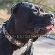 Dog Collar for Cane Corso of Leather with Large Plates