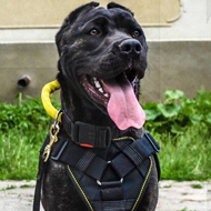 Dog Collar with Handle for American Bandogge