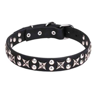 "Daily Chic" Dog Collar with Stars for Staffordshire & Pitbull