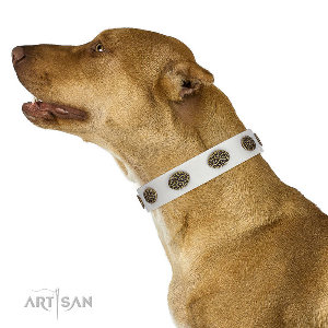 Dog Collars for a Pitbull