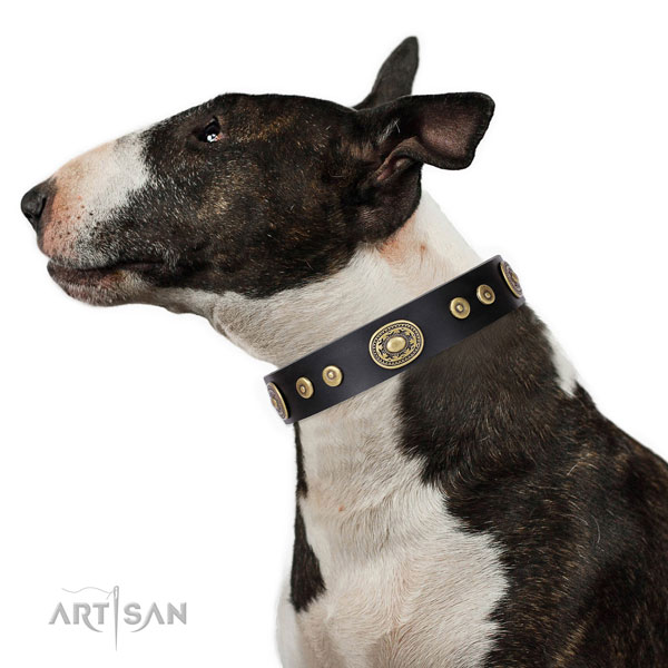 English Bull Terrier Collars UK