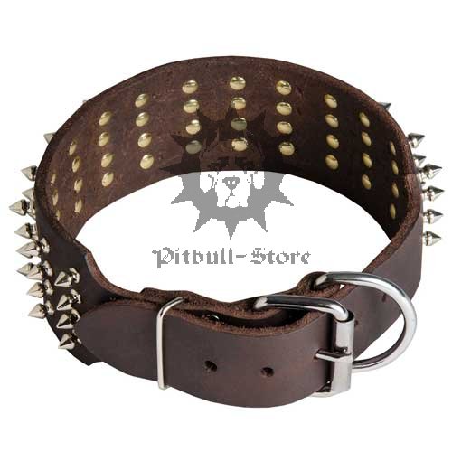 Bull Terrier Collar