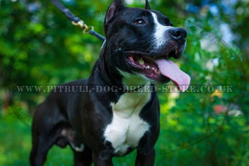 Martingale Collar Pitbull