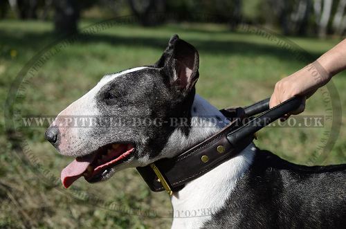 Leather Dog Collar with Handle