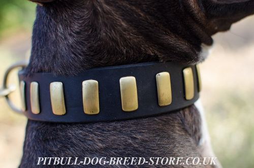 Stylish Dog Collar