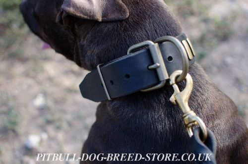 Amstaff Collar