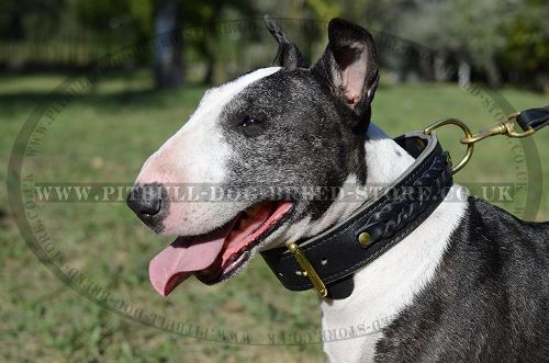 Wide Leather Dog Collar