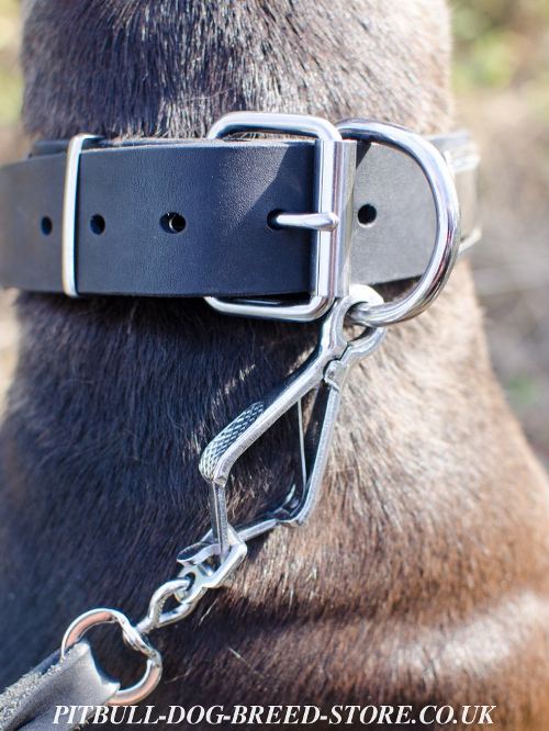 Pitbull Collar UK