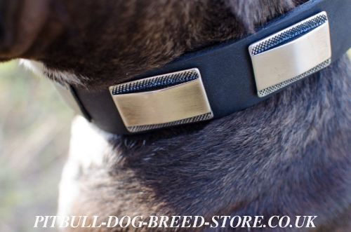 Pitbull Collars