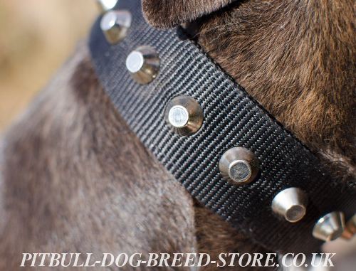 Pitbull Collar