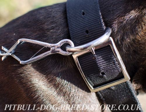 Dog Collar with ID Tag