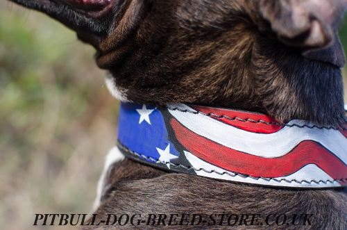 Pitbull Dog Collars