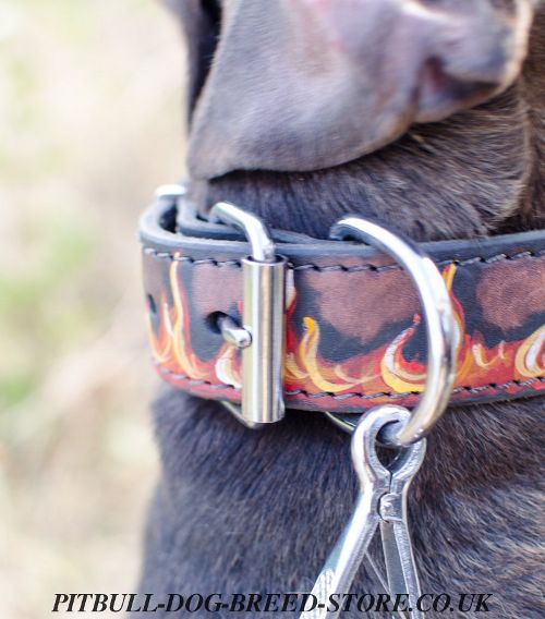 Buckle Dog Collar